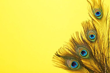 Sarı arkaplanda tavus kuşu tüyleri