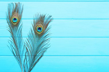 Tavuskuşu tüyleri mavi ahşap masada