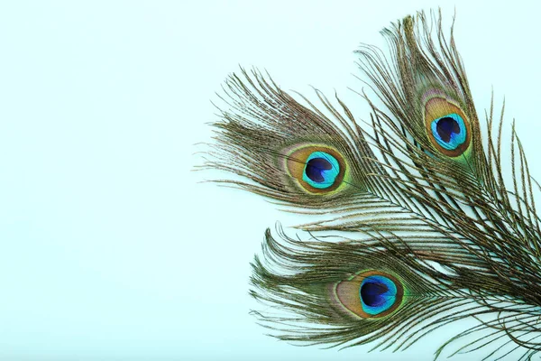 Peacock Feathers Blue Background — Stock Photo, Image