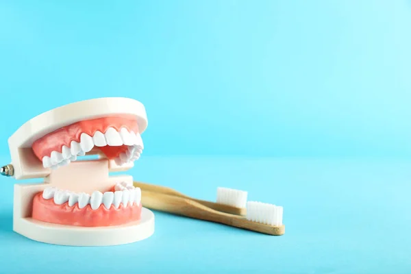 Modelo Dentes Com Escovas Dentes Fundo Azul — Fotografia de Stock
