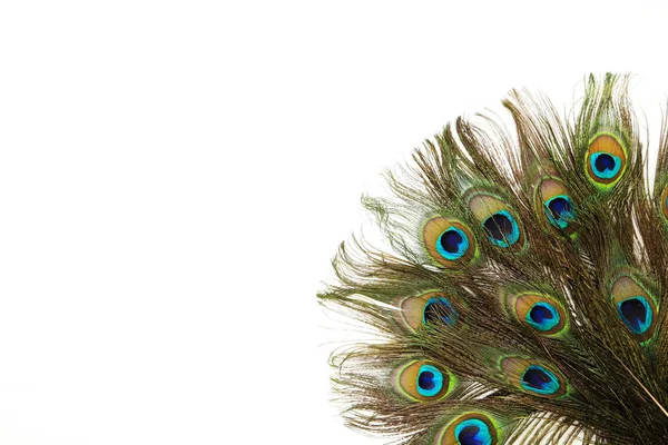 Peacock Veren Geïsoleerd Witte Achtergrond — Stockfoto