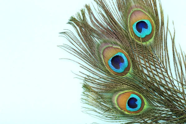 Plumas Pavo Real Sobre Fondo Azul — Foto de Stock