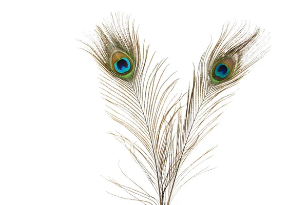 Φτερά Peacock Απομονωμένα Λευκό Φόντο — Φωτογραφία Αρχείου