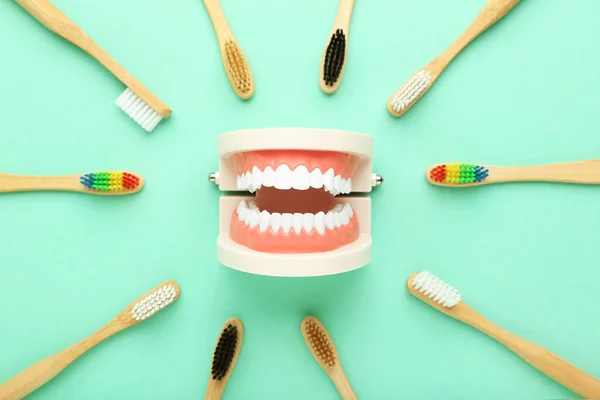 Model Zębów Szczoteczkami Zębów Tle Mięty — Zdjęcie stockowe