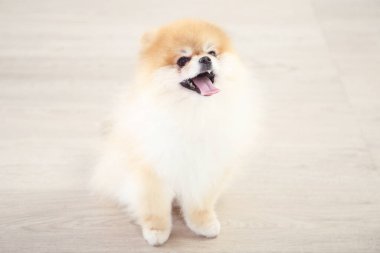 Pomeranya köpeği yerde oturuyor.