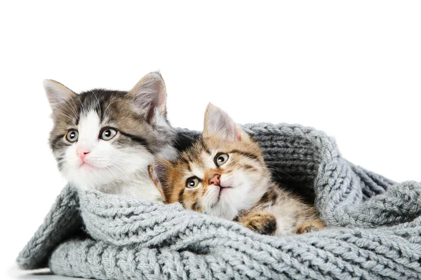 Lindos Gatitos Bufanda Aislada Sobre Fondo Blanco — Foto de Stock