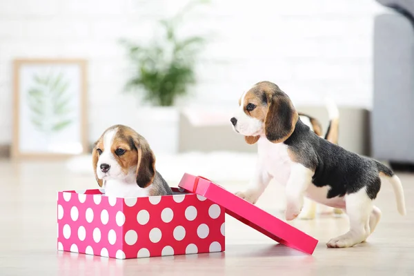 Perros Cachorro Beagle Con Caja Regalo Rosa Casa — Foto de Stock