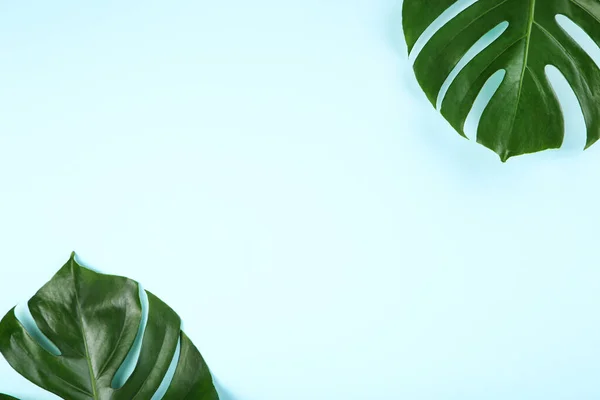 Zielone Tropikalne Liście Potworów Niebieskim Tle — Zdjęcie stockowe
