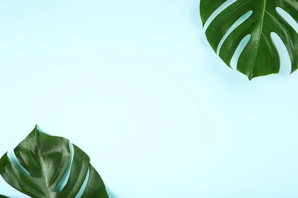 Hojas Verdes Monstera Tropical Sobre Fondo Azul — Foto de Stock