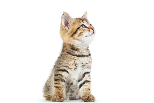 Beyaz Arka Planda Izole Edilmiş Güzel Kedi Yavrusu — Stok fotoğraf