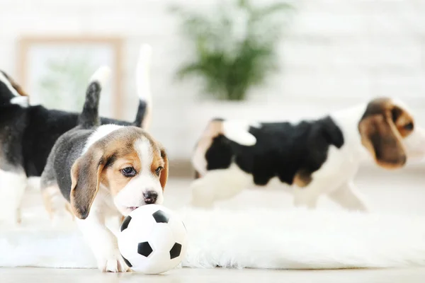 Beagle Κουτάβι Σκυλιά Παίζουν Λευκή Μπάλα Στο Σπίτι — Φωτογραφία Αρχείου