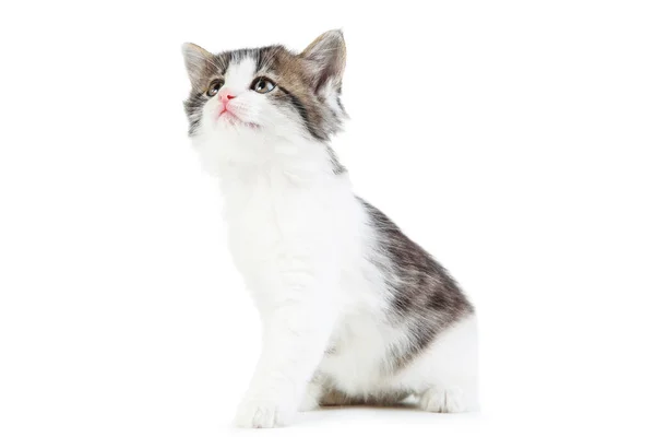 Cute Kitten Isolated White Background — Stock Photo, Image