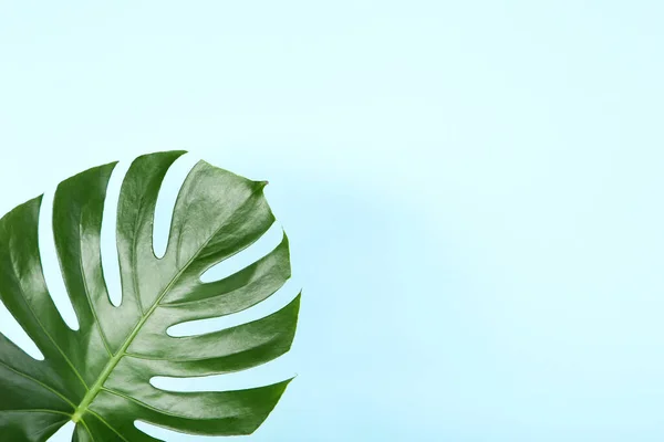 Folha Monstera Tropical Verde Fundo Azul — Fotografia de Stock