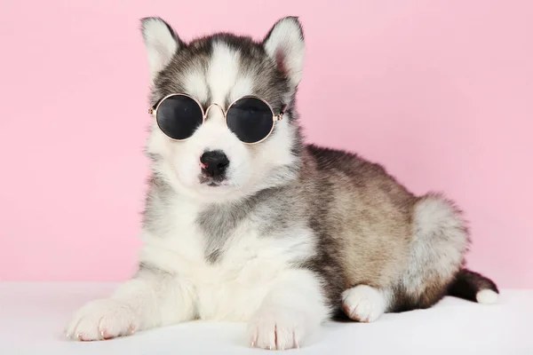 Chiot Husky Lunettes Soleil Sur Fond Rose — Photo