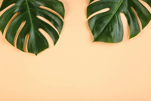 Hojas Verdes Monstera Tropical Sobre Fondo Beige — Foto de Stock