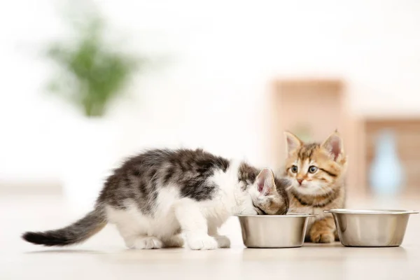 Gatitos Comiendo Tazón Suelo — Foto de Stock