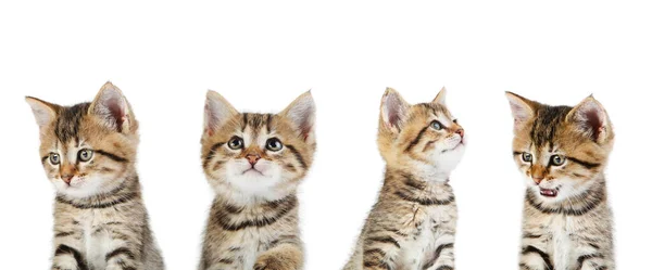 Collage Von Niedlichen Kätzchen Auf Weißem Hintergrund — Stockfoto