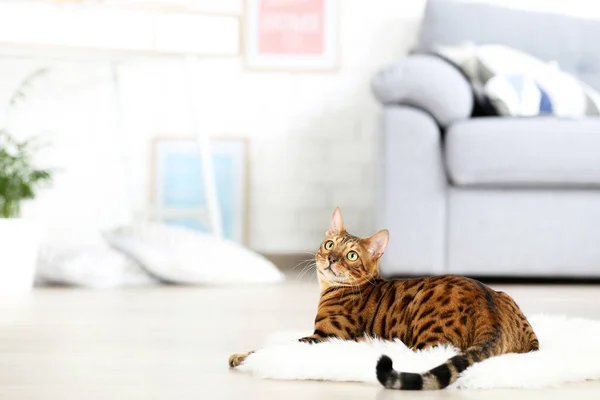 Schöne Braune Katze Liegt Hause Auf Weißem Teppich — Stockfoto