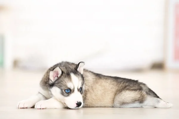 Husky Welpe Liegt Hause Zimmer — Stockfoto