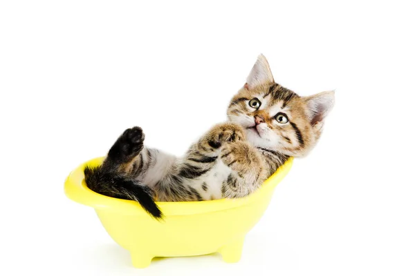 Beautiful Kitten Lying Bath Isolated White Background — Stock Photo, Image