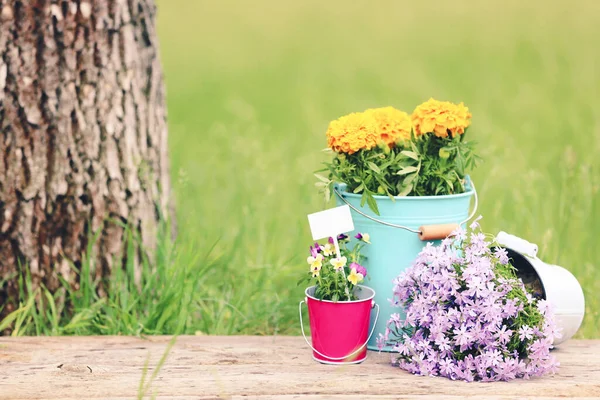 Beautiful Flowers Buckets Park — Stock Photo, Image