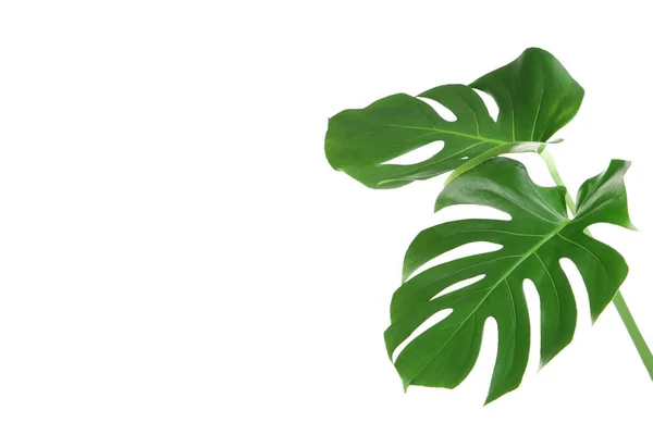 Green Tropical Monstera Leafs Isolated White Background — Stock Photo, Image