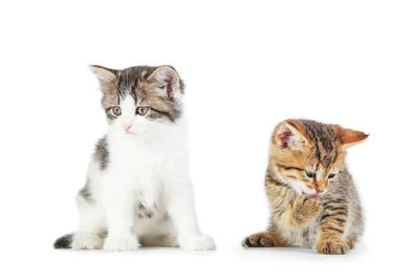 Beautiful Kittens Isolated White Background — Stock Photo, Image
