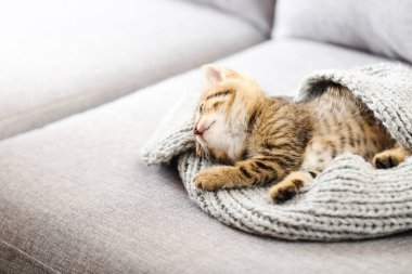 Gri kanepede eşarplı şirin kedi yavrusu.