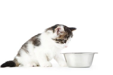 Beyaz arka planda izole edilmiş yemek kabı olan kedi yavrusu