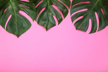 Pembe arka planda yeşil tropik canavar yaprakları