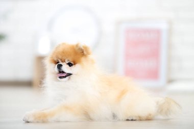 Pomeranya köpeği yerde yatıyor.