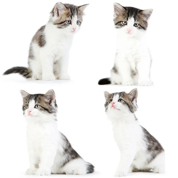Collage Van Schattige Kitten Witte Achtergrond — Stockfoto