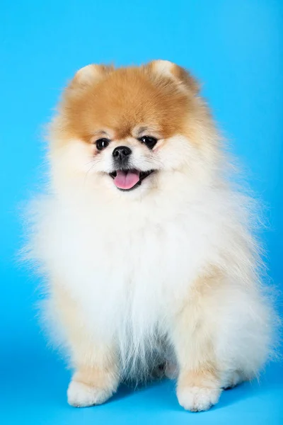 青い背景のポメラニア犬 — ストック写真