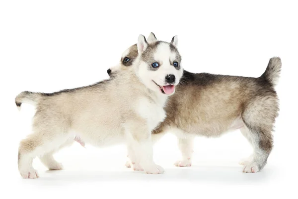 Chiots Husky Isolés Sur Fond Blanc — Photo