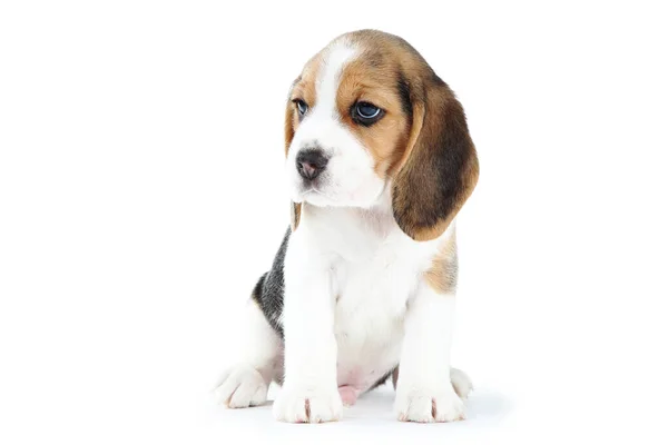 Beagle Cachorro Perro Aislado Sobre Fondo Blanco —  Fotos de Stock