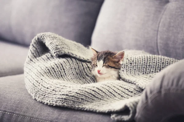 Niedliches Kätzchen Schal Auf Grauem Sofa — Stockfoto