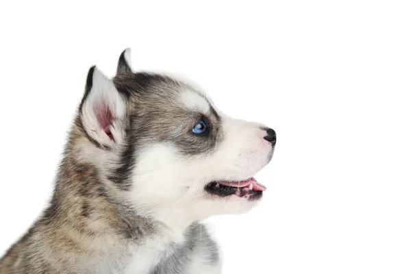 Husky Filhote Cachorro Isolado Fundo Branco — Fotografia de Stock