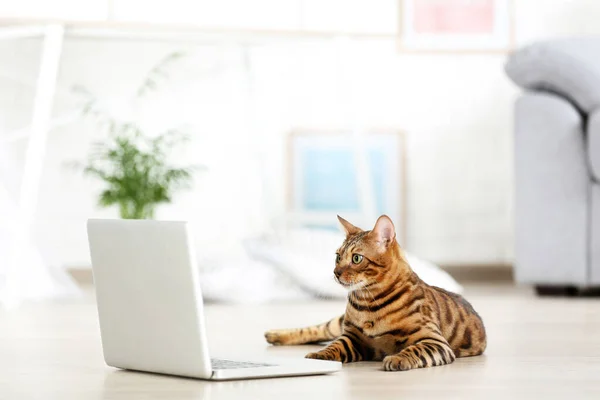 Beautiful brown cat with laptop computer lying on white carpet at home