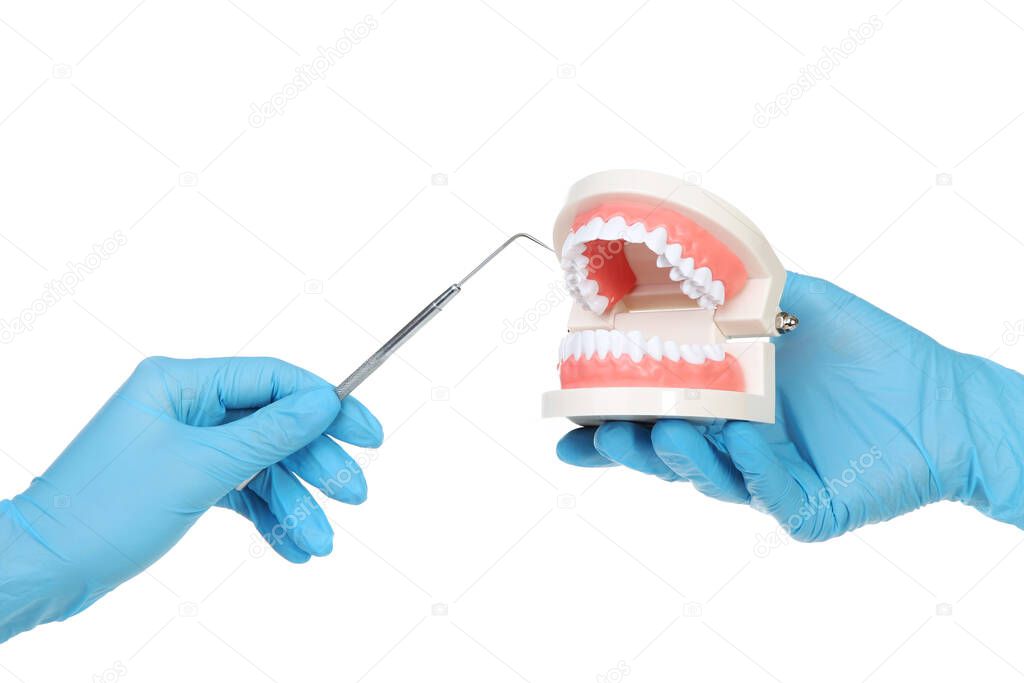 Doctor hands in gloves holding teeth model and dental instrument on white background