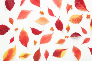 Beyaz arka planda böğürtlenli güz yaprakları