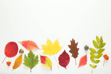 Beyaz arka planda böğürtlenli renkli sonbahar yaprakları