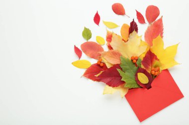Böğürtlenli renkli sonbahar yaprakları ve beyaz arka planda kırmızı zarf