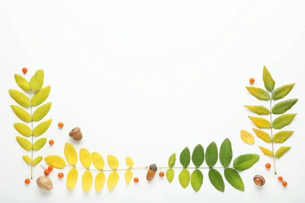 Hojas Otoño Con Bellotas Bayas Sobre Fondo Blanco — Foto de Stock