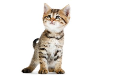 Beyaz arka planda izole edilmiş güzel kedi yavrusu