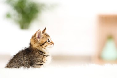 Beyaz halıda oturan sevimli kedi yavrusu.