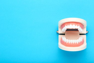 Mavi arkaplanda diş modeli