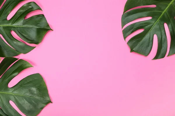 Zielone Tropikalne Liście Potworów Różowym Tle — Zdjęcie stockowe