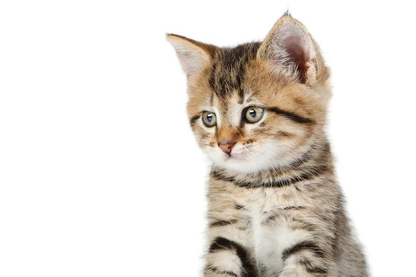 Mooi Kitten Geïsoleerd Witte Achtergrond — Stockfoto