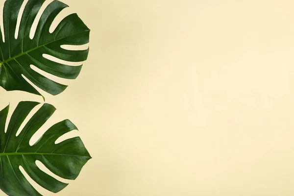 Зелене Листя Тропічної Монстри Бежевому Фоні — стокове фото
