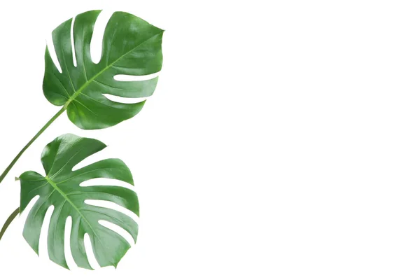 Zelená Tropická Monstera Listy Izolované Bílém Pozadí — Stock fotografie